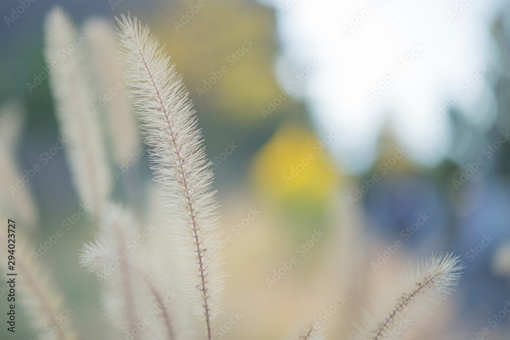 Fototapeta premium 猫じゃらしと呼ばれるエノコログサ