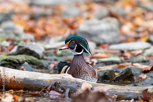 A Wood Duck behind a log in a stream in autumn.