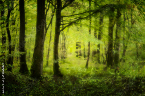 Landschaft Wald M  rchenwald
