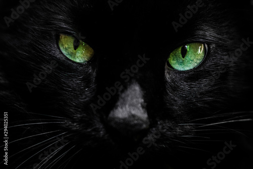 eyes of black cat