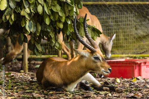 closeup view of deer in zoo malacca  malaysia