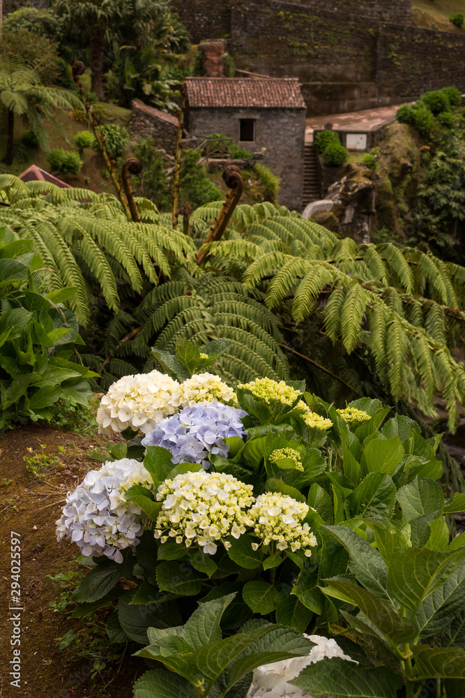 Hydrangea (hortensia) growing in the nature