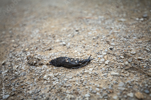 Black Arion Ater Slug on Gravel Path