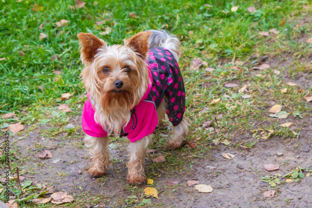 Yorkshire Terrier in dog clothes running around the yard in autumn