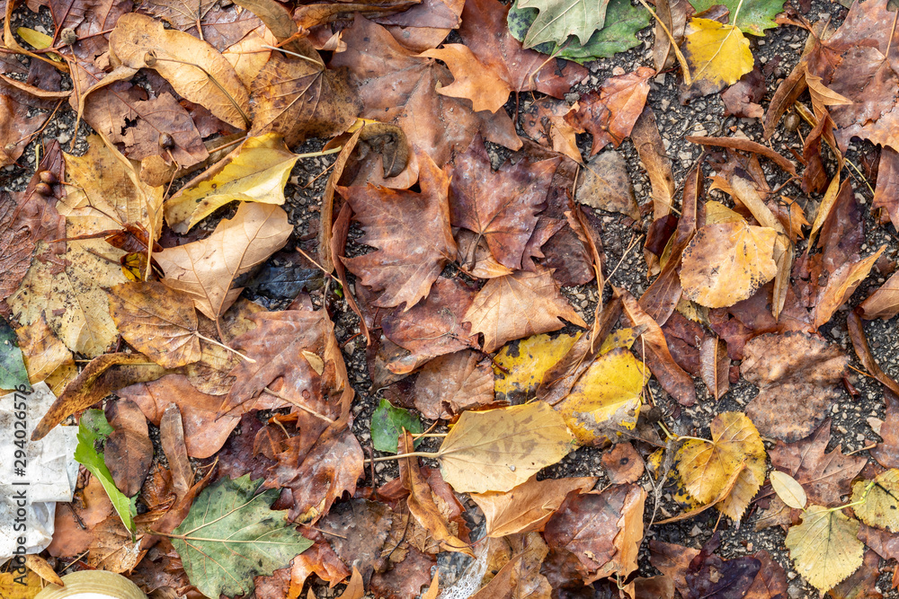 Dry Autumn Leaves on The Ground
