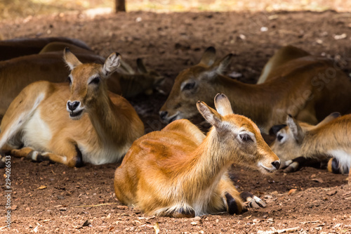 Foto closeup view of deer in zoo malacca, malaysia