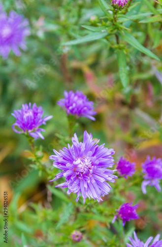 Garden bright beautiful purple flowers grow in autumn