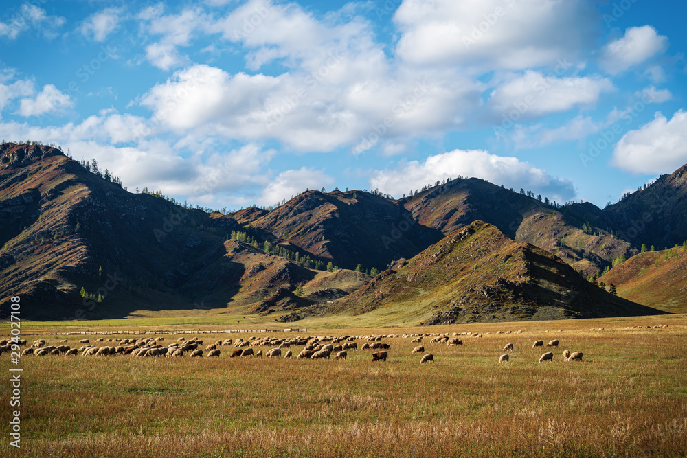 A flock of sheep grazing in a mountain pasture