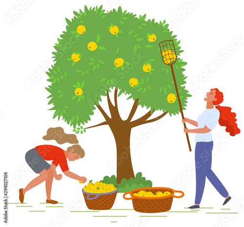 Young girls near tree picking yellow apples with fruit picker and putting them in straw baskets isolated on white. Harvest in orchard vector illustration. Pick apples concept. Flat cartoon