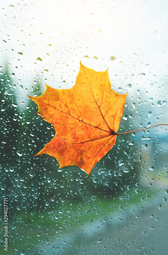 Orange maple leaf on window with water drops in rainy autumn morning
