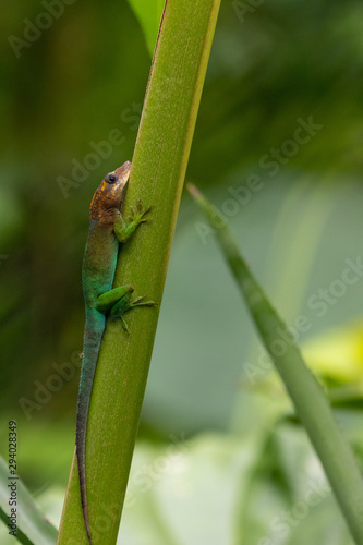 Green lizard on tropical plant in rainforest