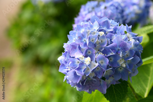 Beautiful blooming blue and purple Hydrangea or Hortensia flowers (Hydrangea macrophylla) on blur background in summer. Nature background.