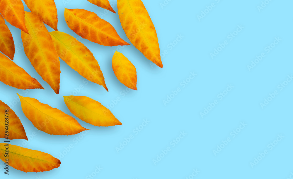 Fototapeta premium autumn orange leaves on blue fone