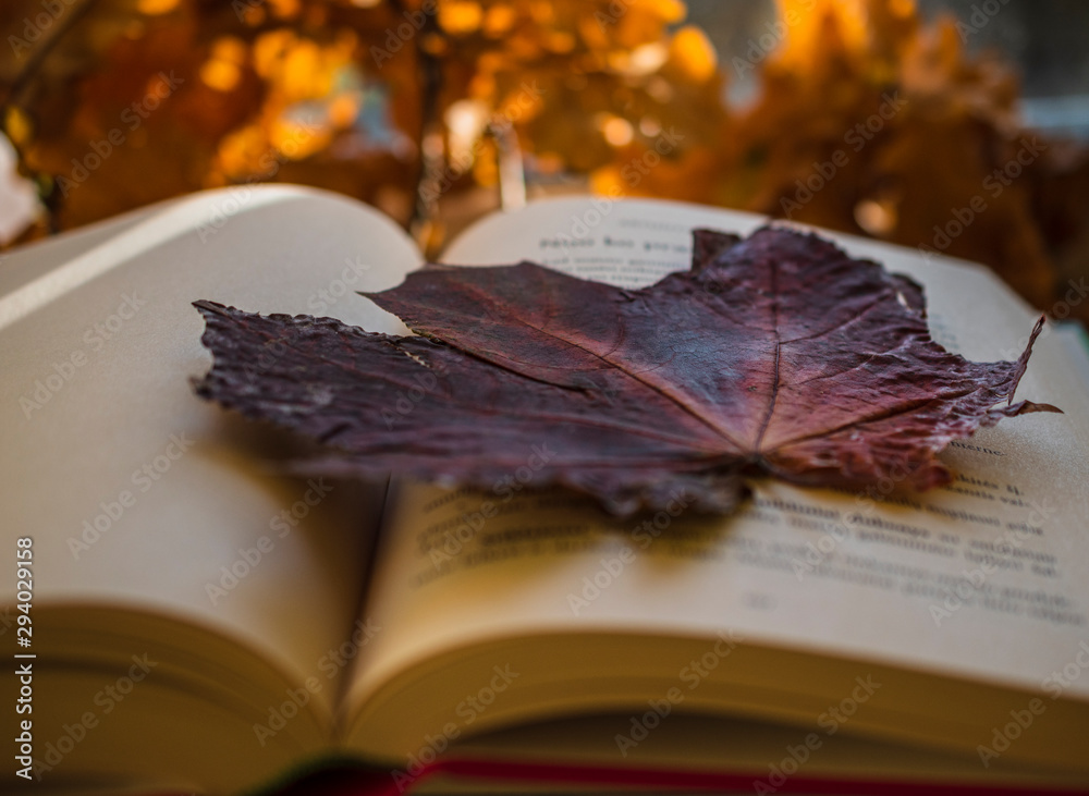 Brown maple leaf on open book, HD wallpaper