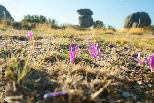 Colchicum montanum in a meadow at dawn, in a landscape of granite boulders. photo