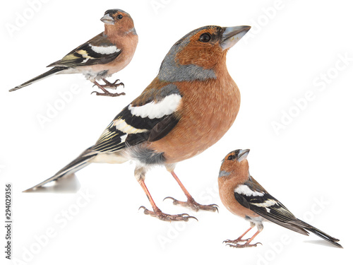 Collage of three Male Chaffinch, Fringilla coelebs, isolated on white background.