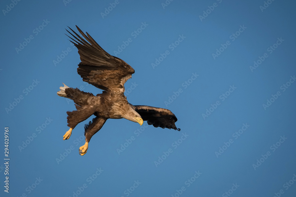 The White-tailed Eagle, Haliaeetus albicilla just has caught a fish from water, colorful environment of wildness. Also known as the Ern, Erne, Gray Eagle, Eurasian Sea Eagle. Nice summer background... The White-tailed Eagle, Haliaeetus albicilla just has caught a fish from water, colorful environment of wildness. Also known as the Ern, Erne, Gray Eagle, Eurasian Sea Eagle. Nice summer background...