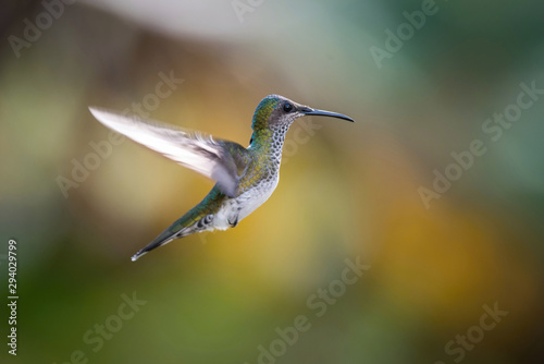 The hummingbird is soaring and drinking the nectar from the beautiful flower in the rain forest environment. Flying White-necked jacobin, florisuga mellivora mellivora with nice colorful background.