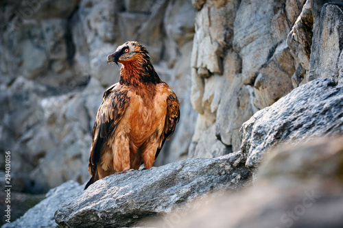 Adult bearded vulture (gypaetus barbatus) or Lammergeier sitting on the rocky. Animal in natural environment.