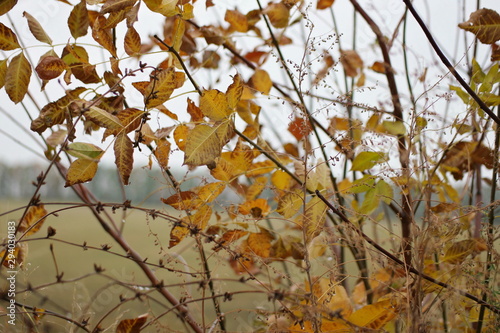 autumn leaves with raindrops in the rain in the wind