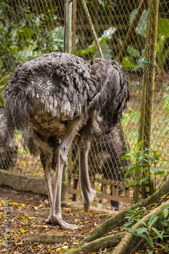 Ostrich in the zoo malacca, malaysia