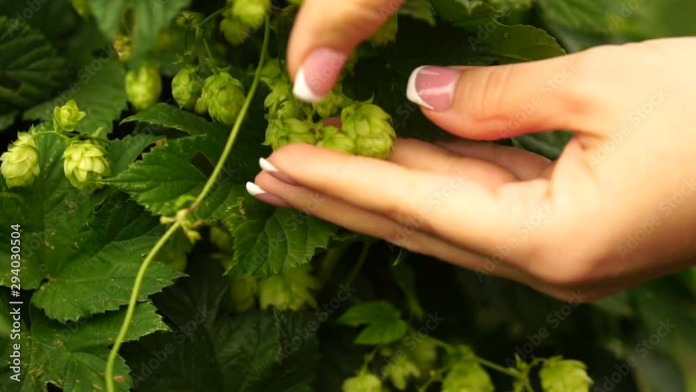 Collection of growing hop cones, slow motion shooting. Female hands pick hops, close-up