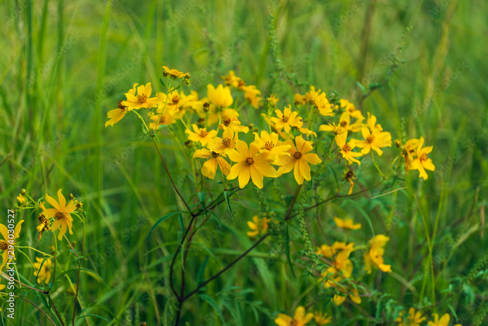 Fototapeta premium prairie field meadow of yellow daisy sunflower flowers 