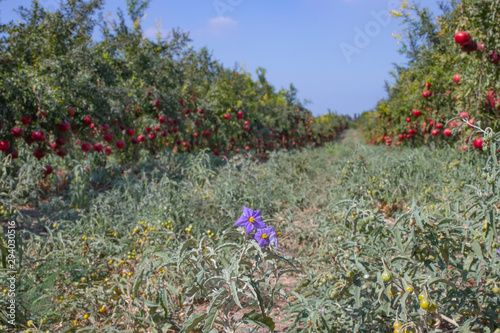 Foto Silverleaf nightshade flowers and fruits between Rows of pomegranate trees with