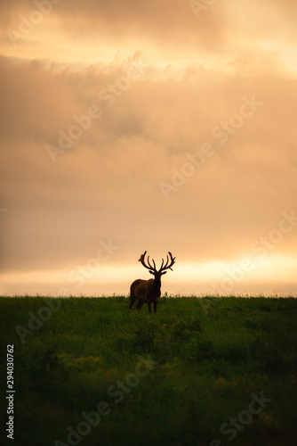 silhouette of an big male elk in the field