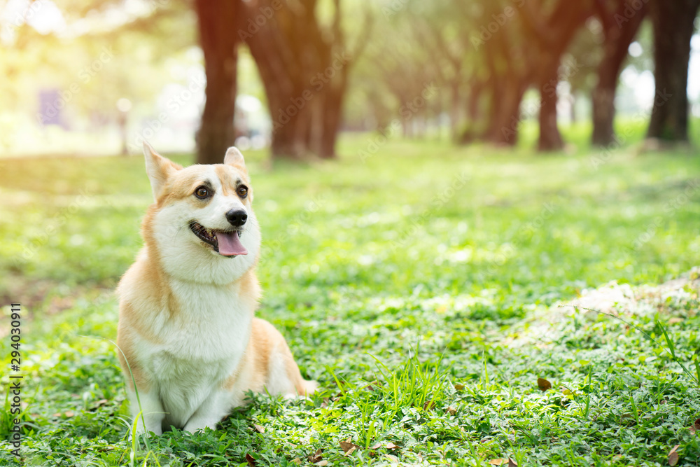 Corgi dog on the grass in summer sunny day - obrazy, fototapety, plakaty 