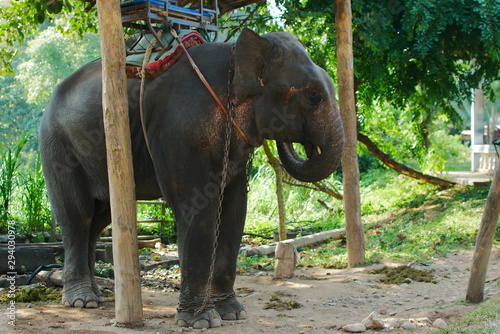Asian elephant in north Chiang Rai, Thailand.