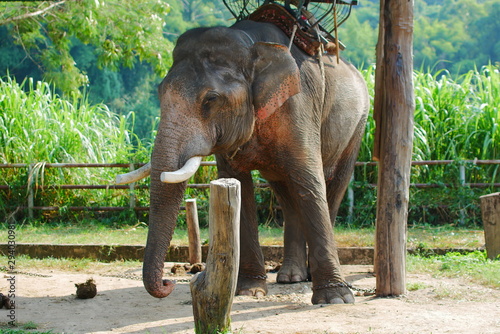 Asian elephant in north Chiang Rai, Thailand.