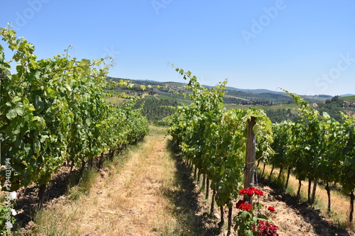 Wine Vineyards Tuscany Italy