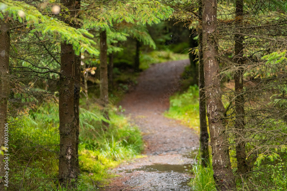 path leading into the forest