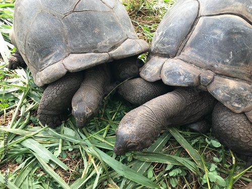 Giant turtles of the Seychelles