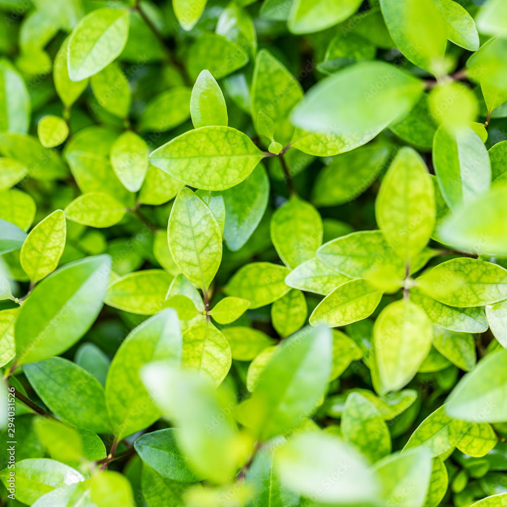 Green leaf background. Natural pattern, fresh green leaves and blurred shallow depth of field Green leaf background. Natural pattern, fresh green leaves and blurred shallow depth of field
