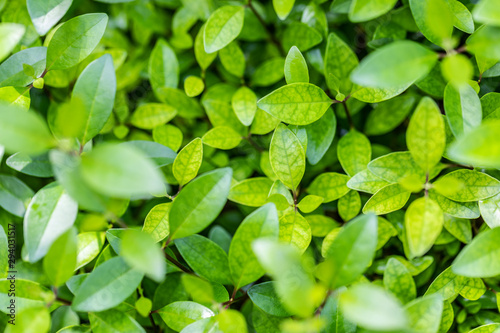 Green leaf background. Natural pattern, fresh green leaves and blurred shallow depth of field