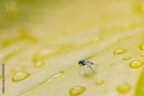 Exotic Drosophila Fruit Fly Diptera Insect on Plant