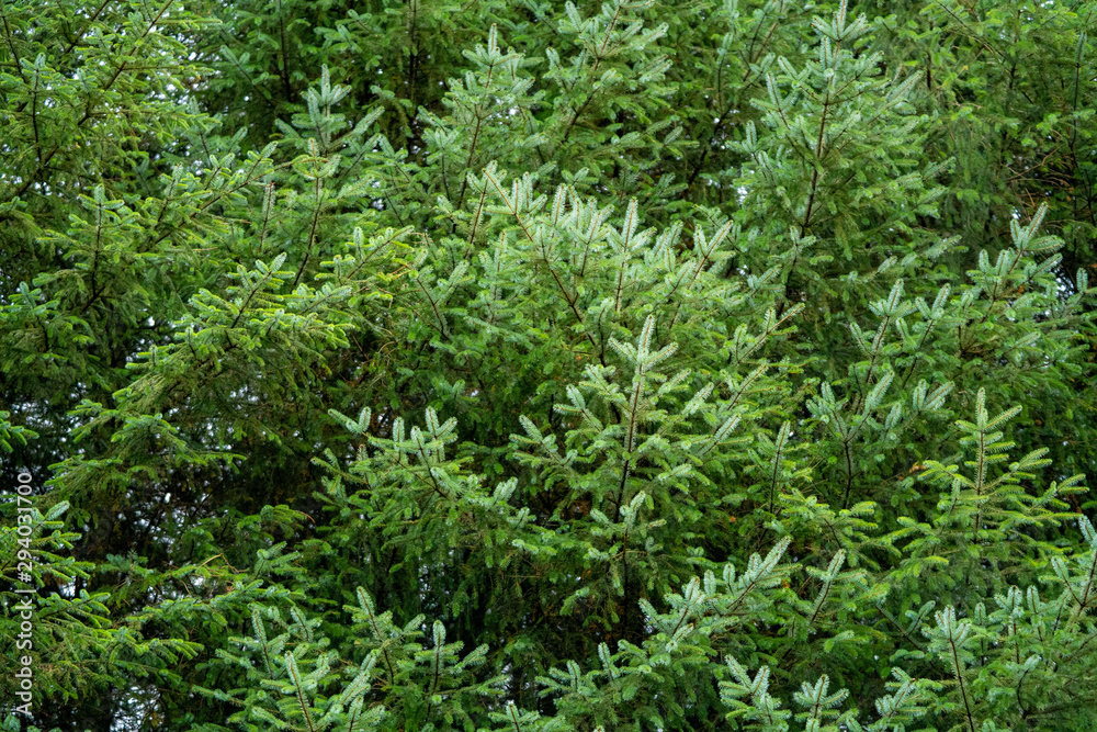green forest firs green forest firs