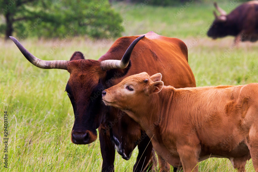 Texas Longhorn Heifer and Calf in the Wichita Mountains Wildlife Refuge, Oklahoma Texas Longhorn Heifer and Calf in the Wichita Mountains Wildlife Refuge, Oklahoma