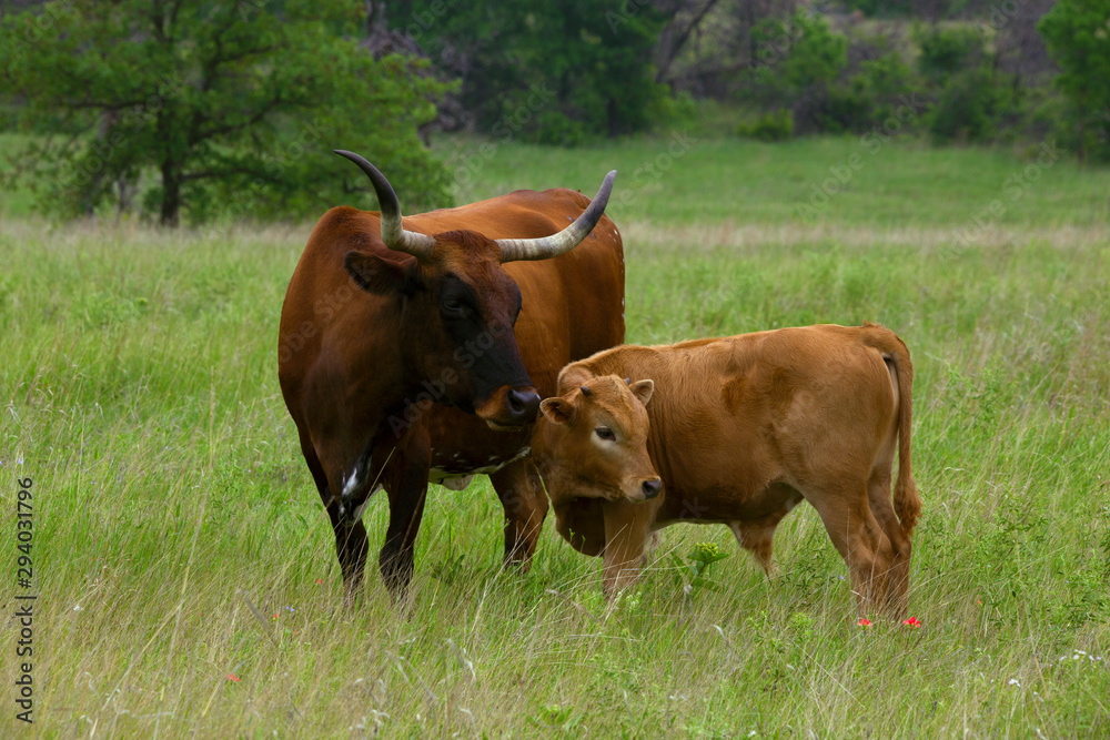 Texas Longhorn Heifer and Calf in the Wichita Mountains Wildlife Refuge, Oklahoma Texas Longhorn Heifer and Calf in the Wichita Mountains Wildlife Refuge, Oklahoma