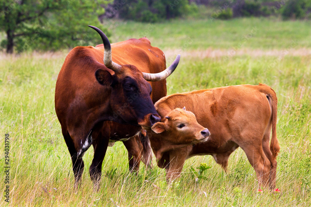 Texas Longhorn Heifer and Calf in the Wichita Mountains Wildlife Refuge, Oklahoma Texas Longhorn Heifer and Calf in the Wichita Mountains Wildlife Refuge, Oklahoma