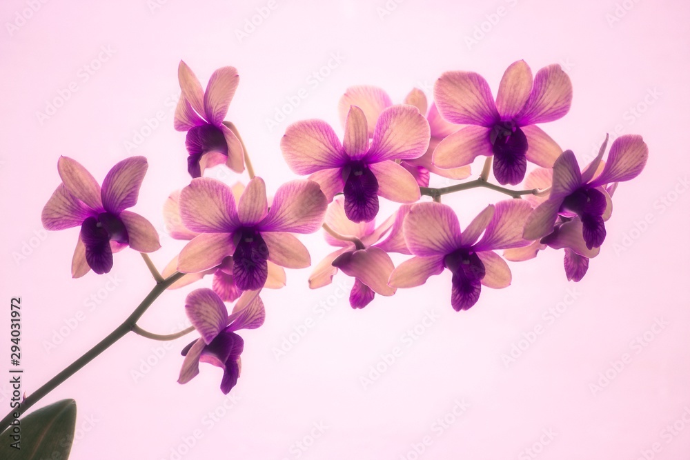 Orchid on pink background Orchid on pink background