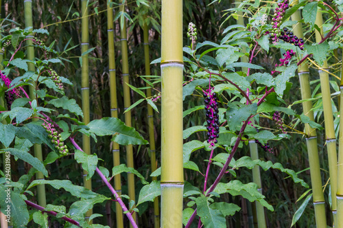 stem of green bamboo in garden