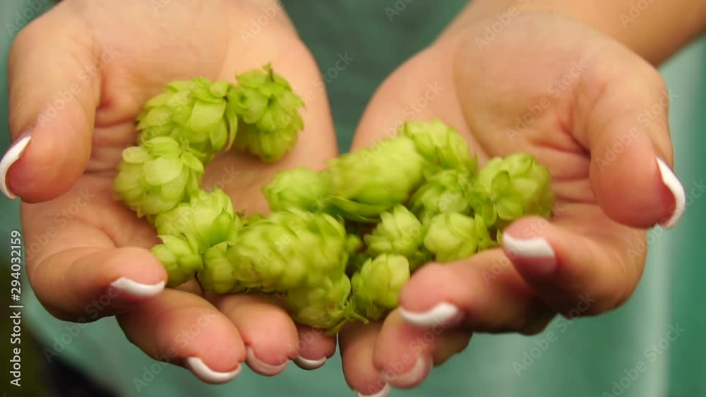 Green hop cones in female hands, closeup. Slow Motion Green hop cones in female hands, closeup. Slow Motion