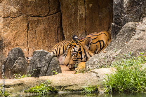 tiger in the zoo malacca  malaysia