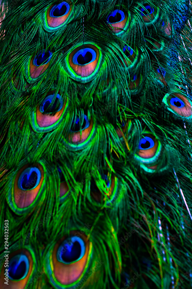 Obraz premium Texture feathers of bright multi-colored peacock