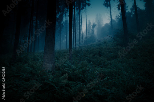 Fototapeta Naklejka Na Ścianę i Meble -  Dark magic mystery night forest. Blue moonlight Halloween backdrop.