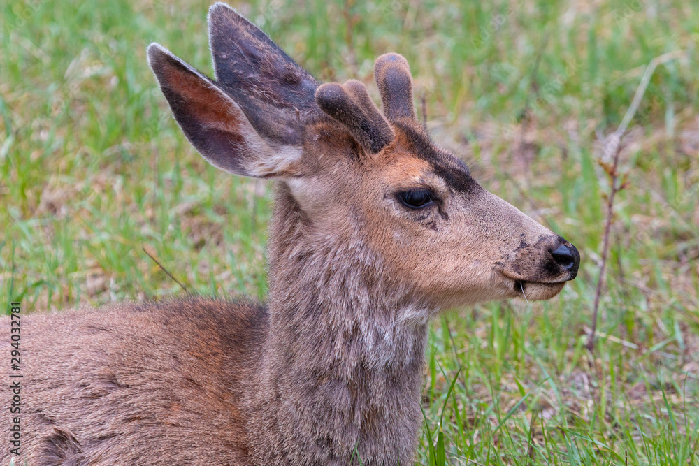 Fototapeta premium Springtime Buck Mule Deer