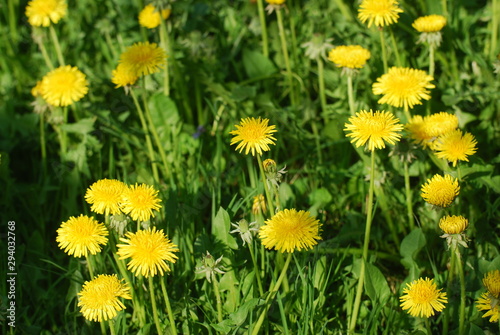 Löwenzahn im Sonnenlicht